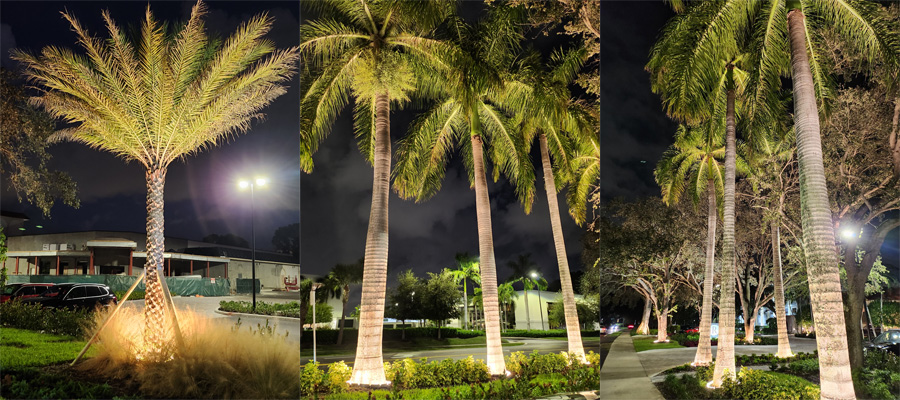 LED palm tree lighting